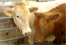 Livestock Markets image