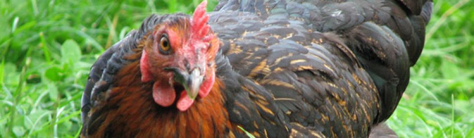 A year of change for the HSA