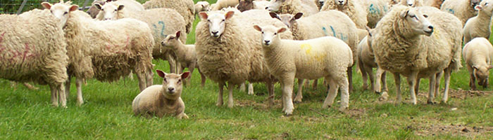 Image of Sheep in a field, looking at the camera