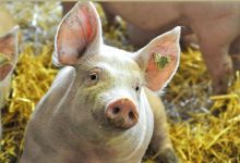 HSA welcomes recommendation from the UK Animal Welfare Committee calling for a ban on the use of CO2 to stun pigs feature image