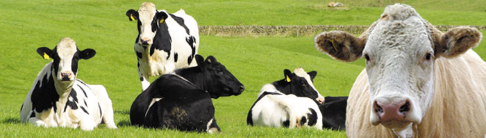 Cattle in a field