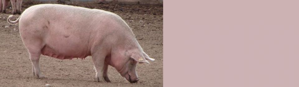 HSA Statement - Pig cull in the UK