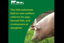 The HSA welcomes Defra's new welfare reforms for pigs, farmed fish and crustaceans at slaughter feature image