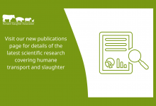 Latest research papers in humane transport and slaughter feature image