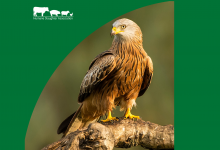 UK government confirms phase-out of lead ammunition following wildlife welfare and environment concerns feature image