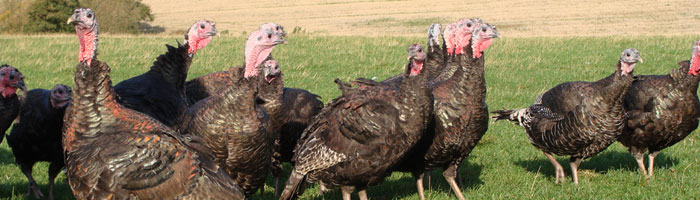 Poultry in a field