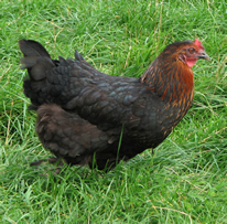 hen