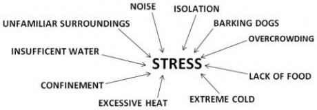 Stress in Animals - Humane Slaughter Association Stress in Animals - Humane Slaughter Association