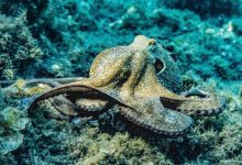 HSA Highlights Concerns Regarding Commercial Octopus Farming feature image